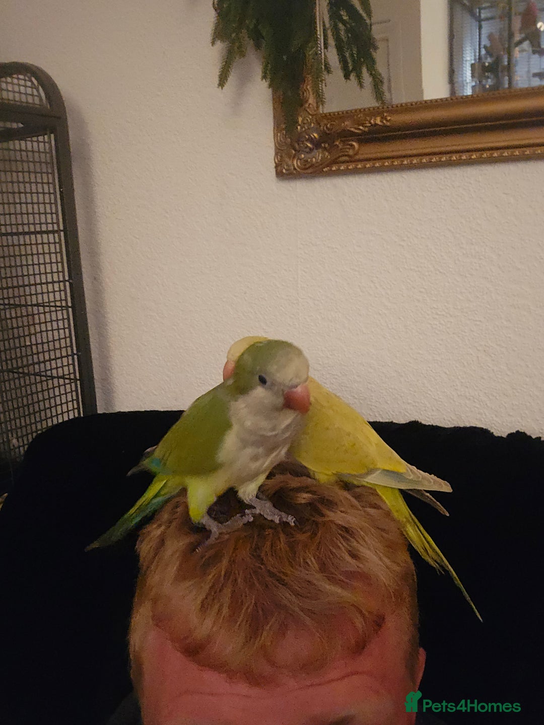 Parrots birds for sale: 2 handreared quakers 250/400 pair - Image 7