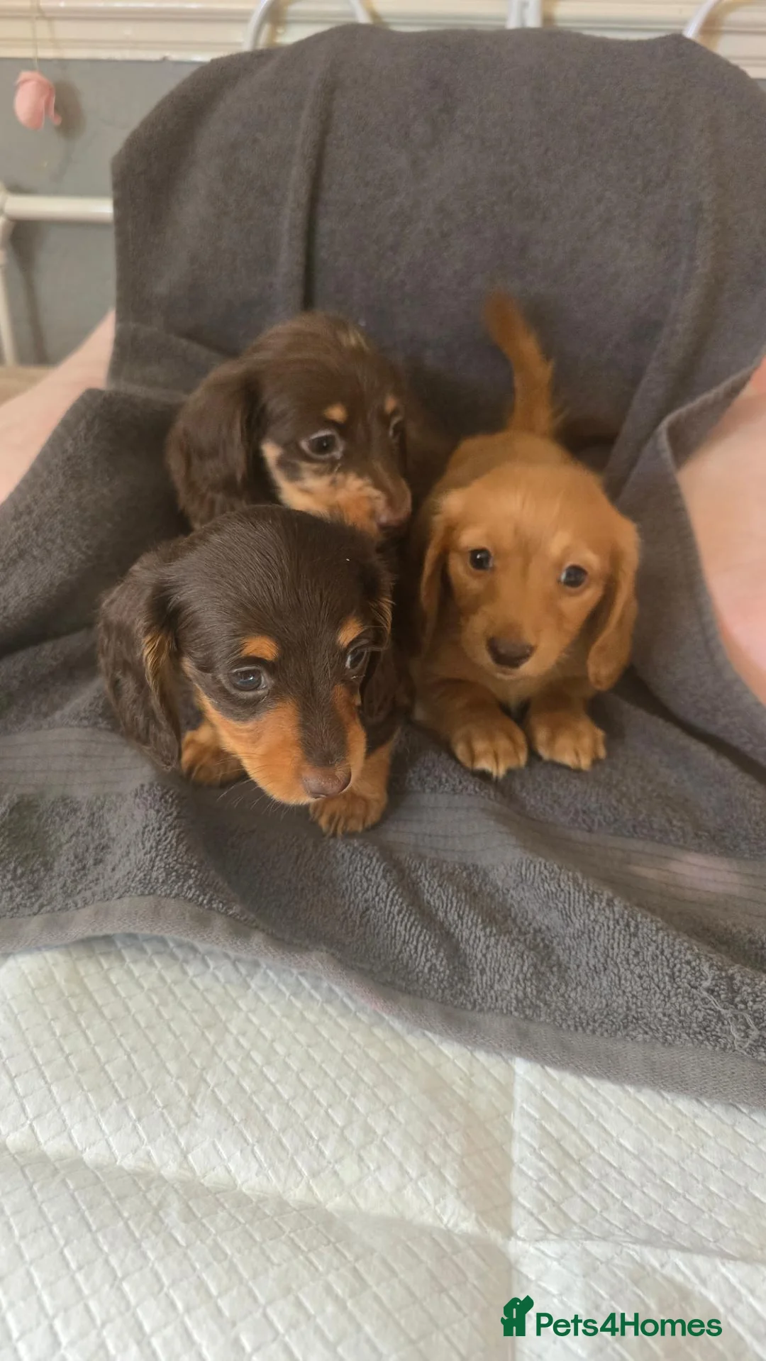 Dachshund dogs for sale: Miniature long haired  - Advert 2