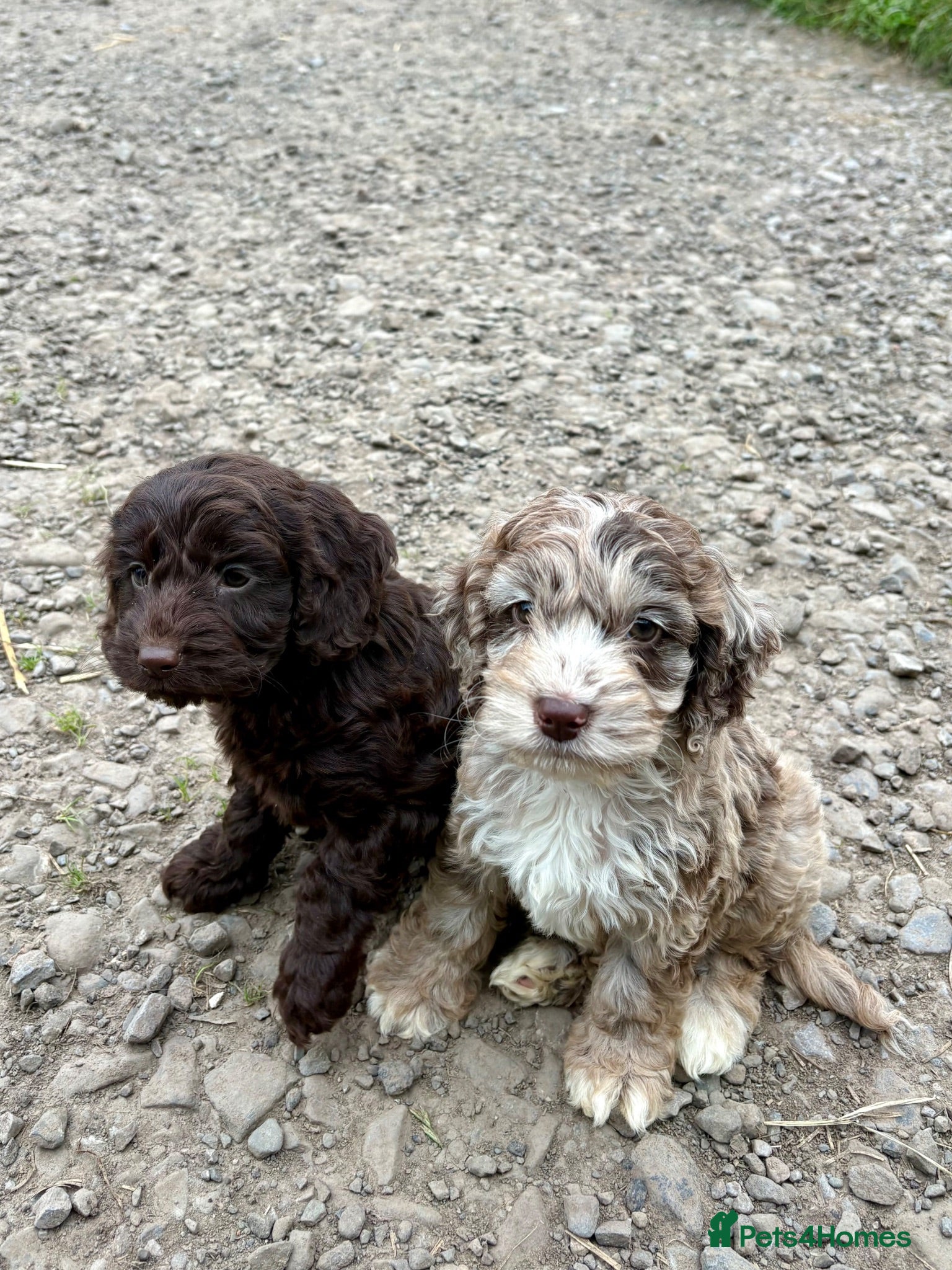 Cockapoo dogs Colourful f1 Cockapoo Pups - Advert 1