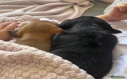 Miniature Dachshund dogs for sale: Beautiful miniature dachshunds L/H+S/H - Image 14