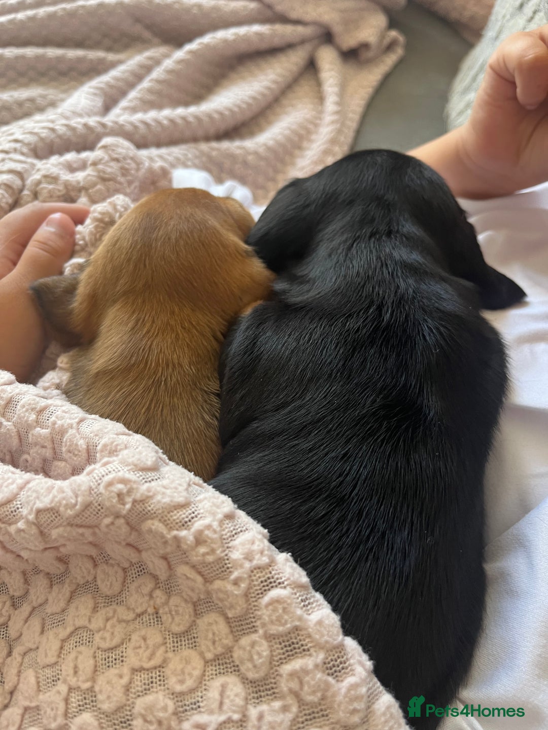Miniature Dachshund dogs for sale: Beautiful miniature dachshunds L/H+S/H - Image 14