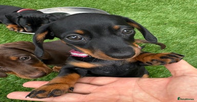 Miniature Dachshund dogs - Advert 4