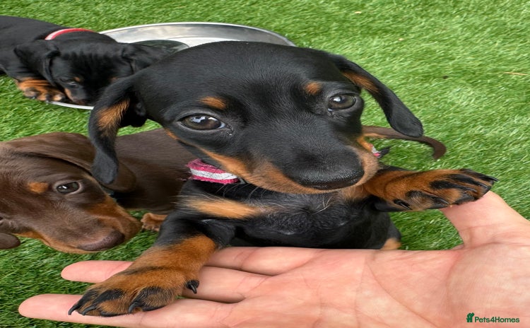 Miniature Dachshund dogs - Advert 1