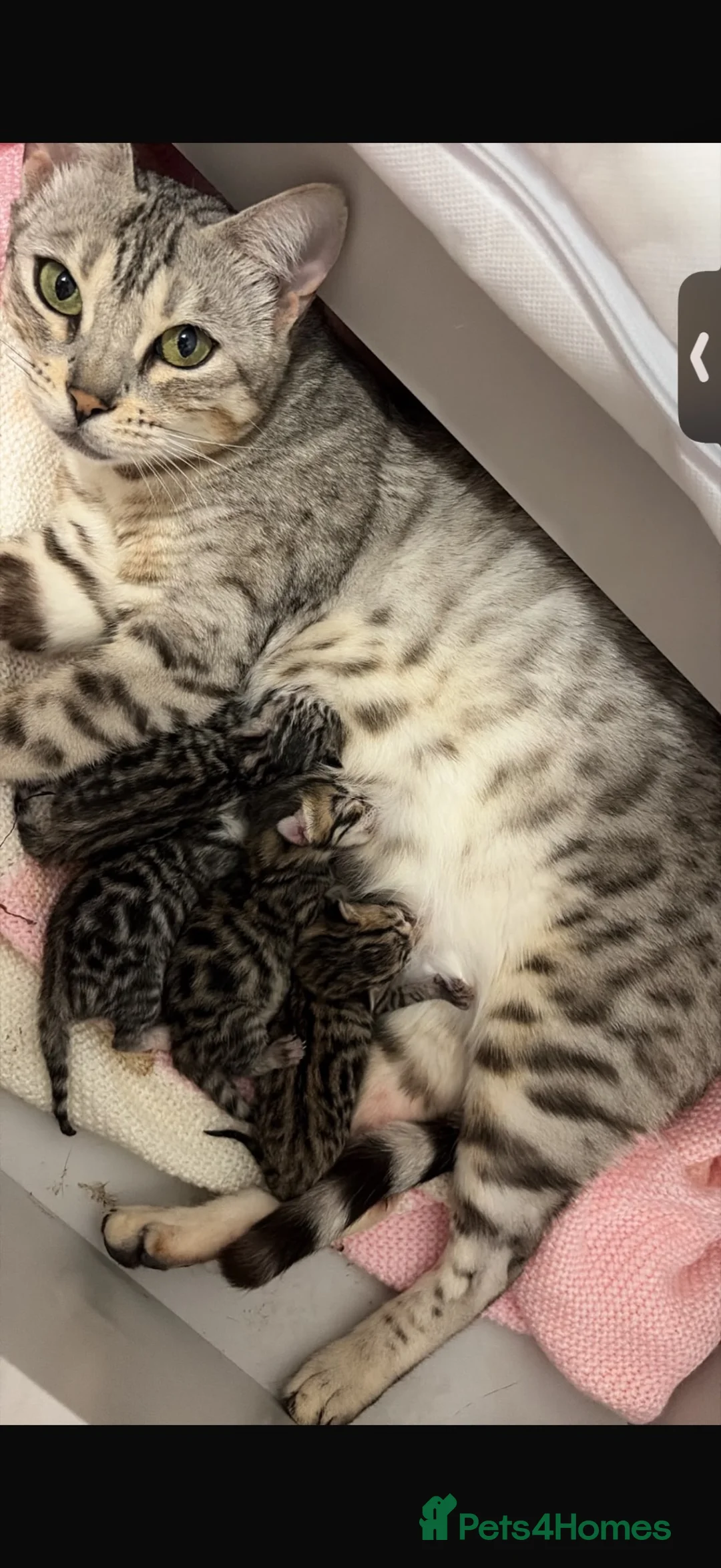 Bengal cats for sale: Bengal kittens - Advert 3