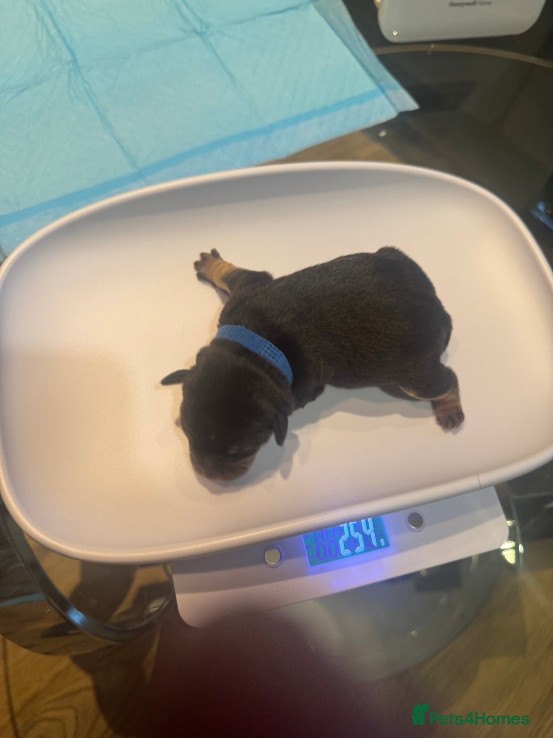 Mixed Breed dogs for sale: French Bulldog cross Manchester Terrier  - Image 12