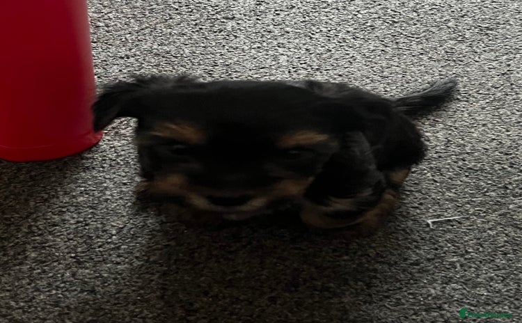 Yorkshire Terrier dogs - Advert 15