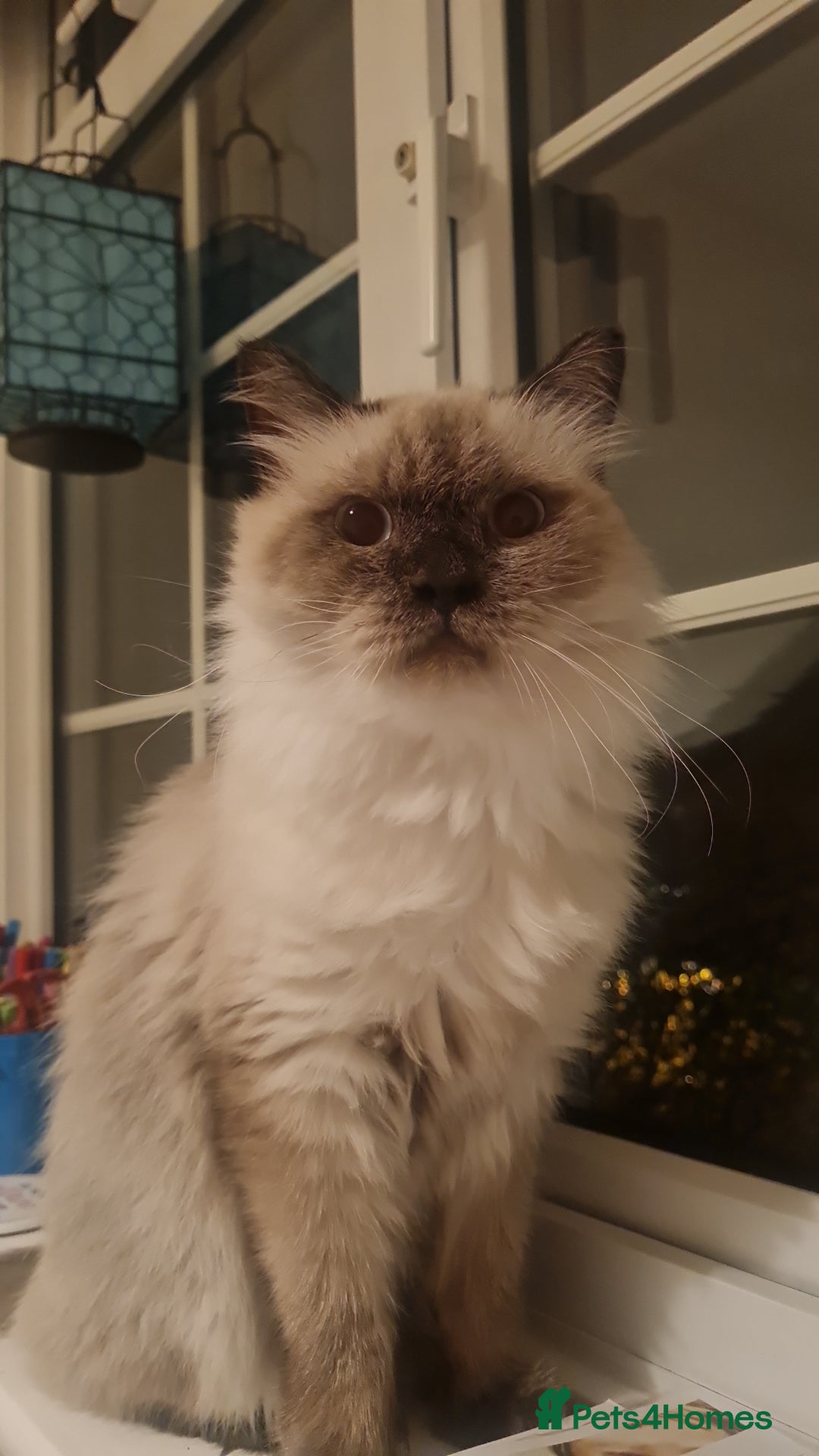 Mixed Breed cats for adoption: Ambrose is looking for love - Advert 4