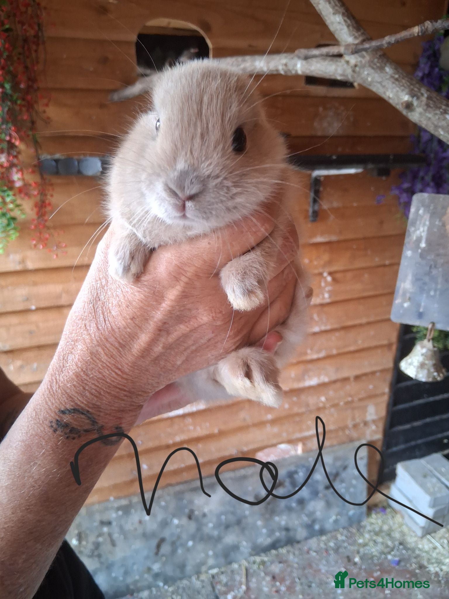 Mixed Breed rabbits 5 baby bunnies  - Advert 5