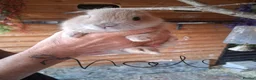 Mixed Breed rabbits for sale: 8 baby bunnies  - Advert 2