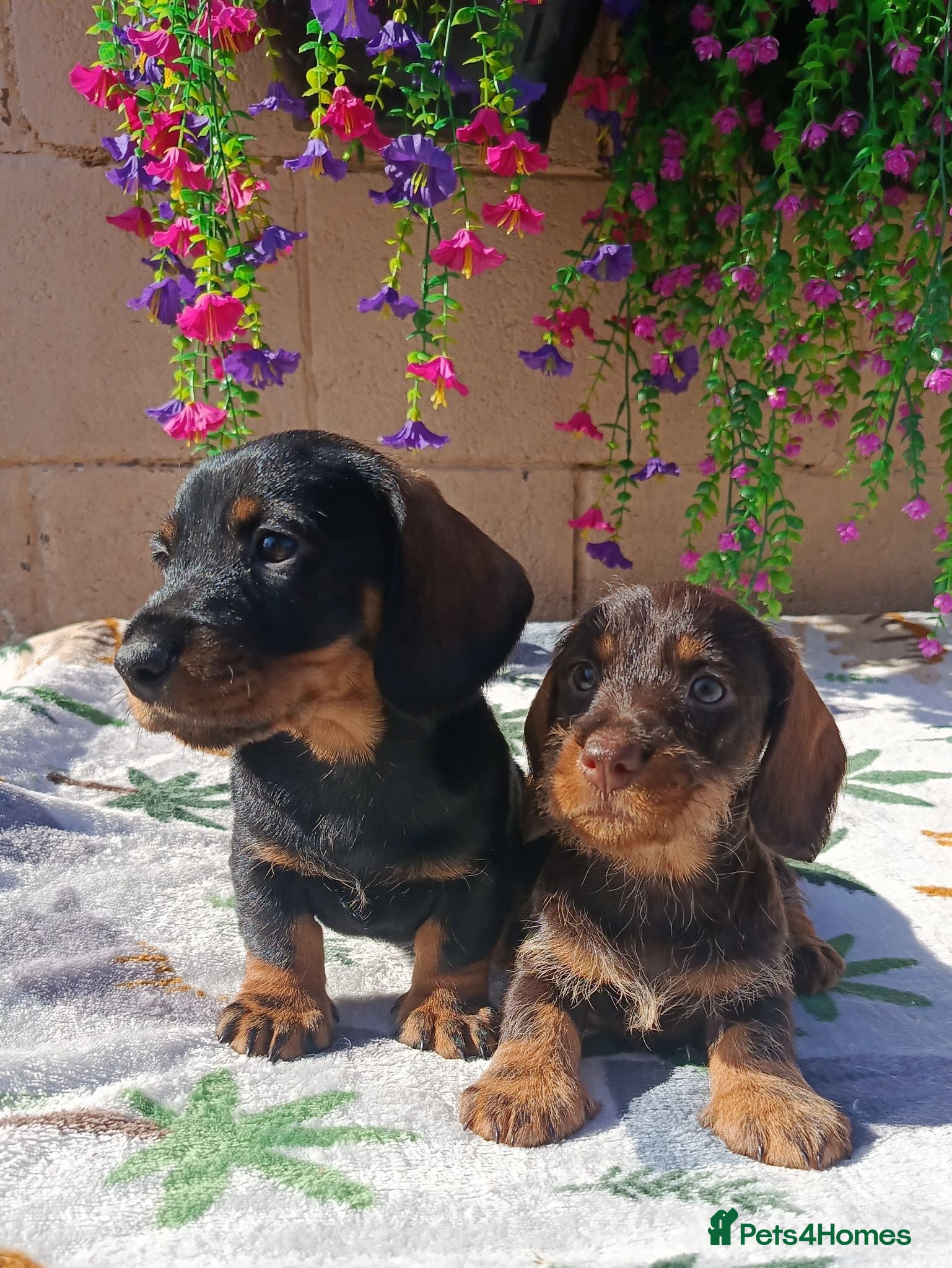 Miniature Dachshund dogs MINI WIRES KC REG PRA CLEAR - Advert 2