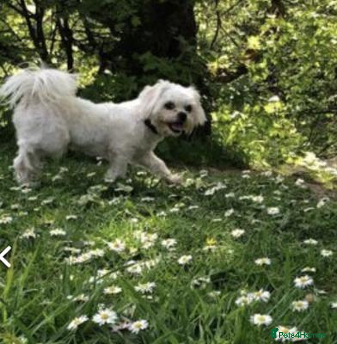 Maltese dogs for sale: Outstanding maltese - Advert 5