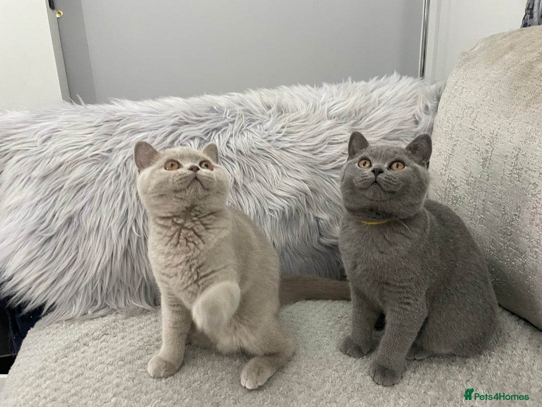 British Shorthair cats for sale: 🔥💗 GCCF FEMALE BRITISH SHORTHAIR KITTENS  - Image 14