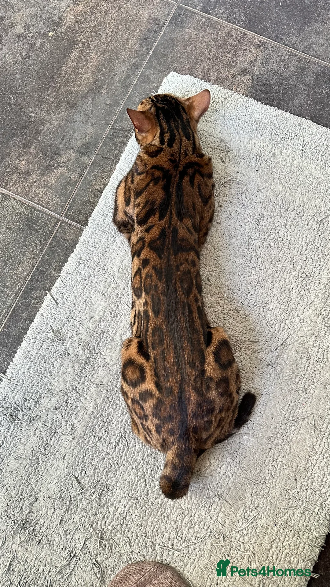 Bengal cats for sale: Looking for a loving forever home for Rusik - Advert 13