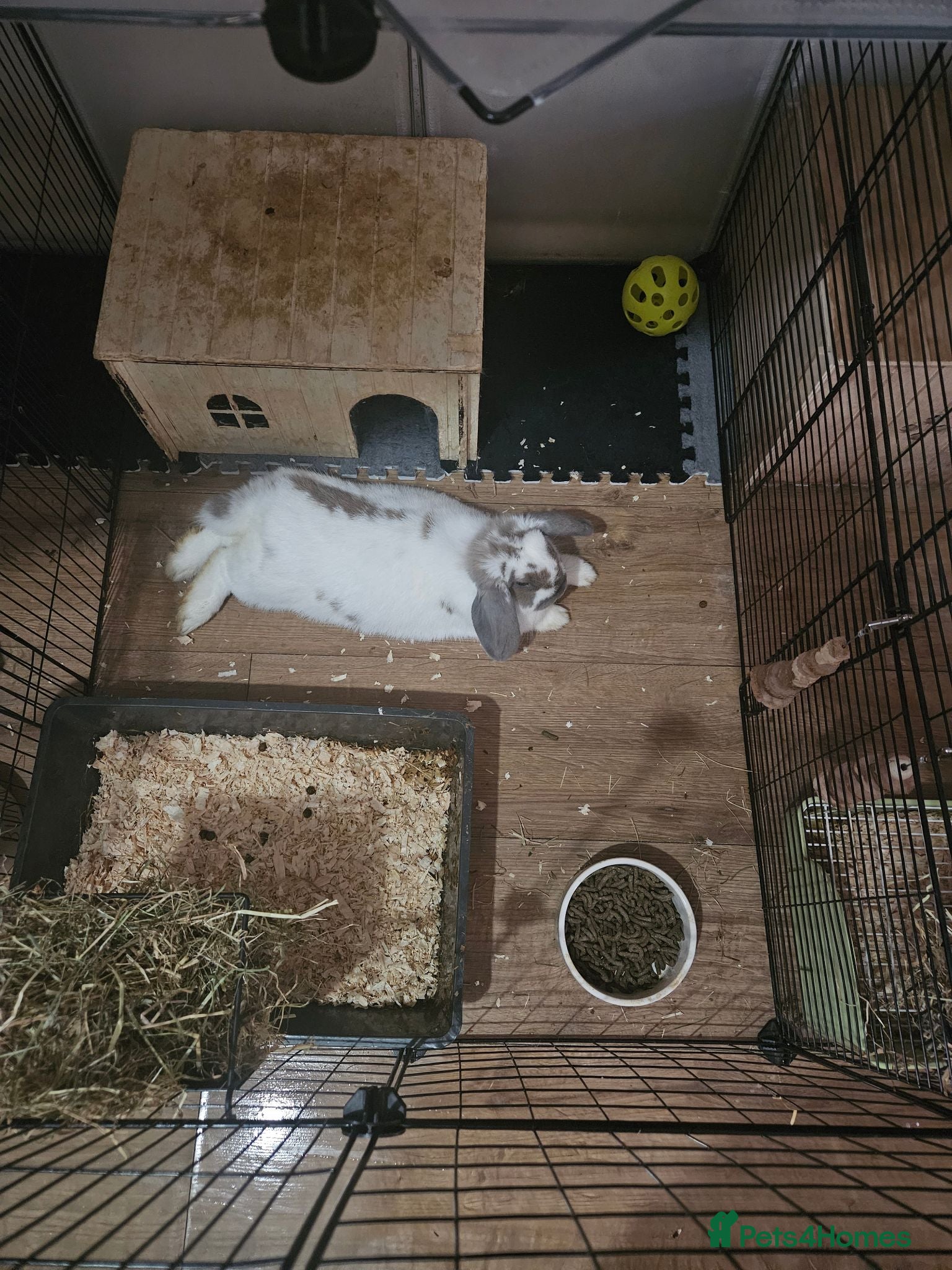 Mini Lop rabbits 2x male mini lops - Advert 3