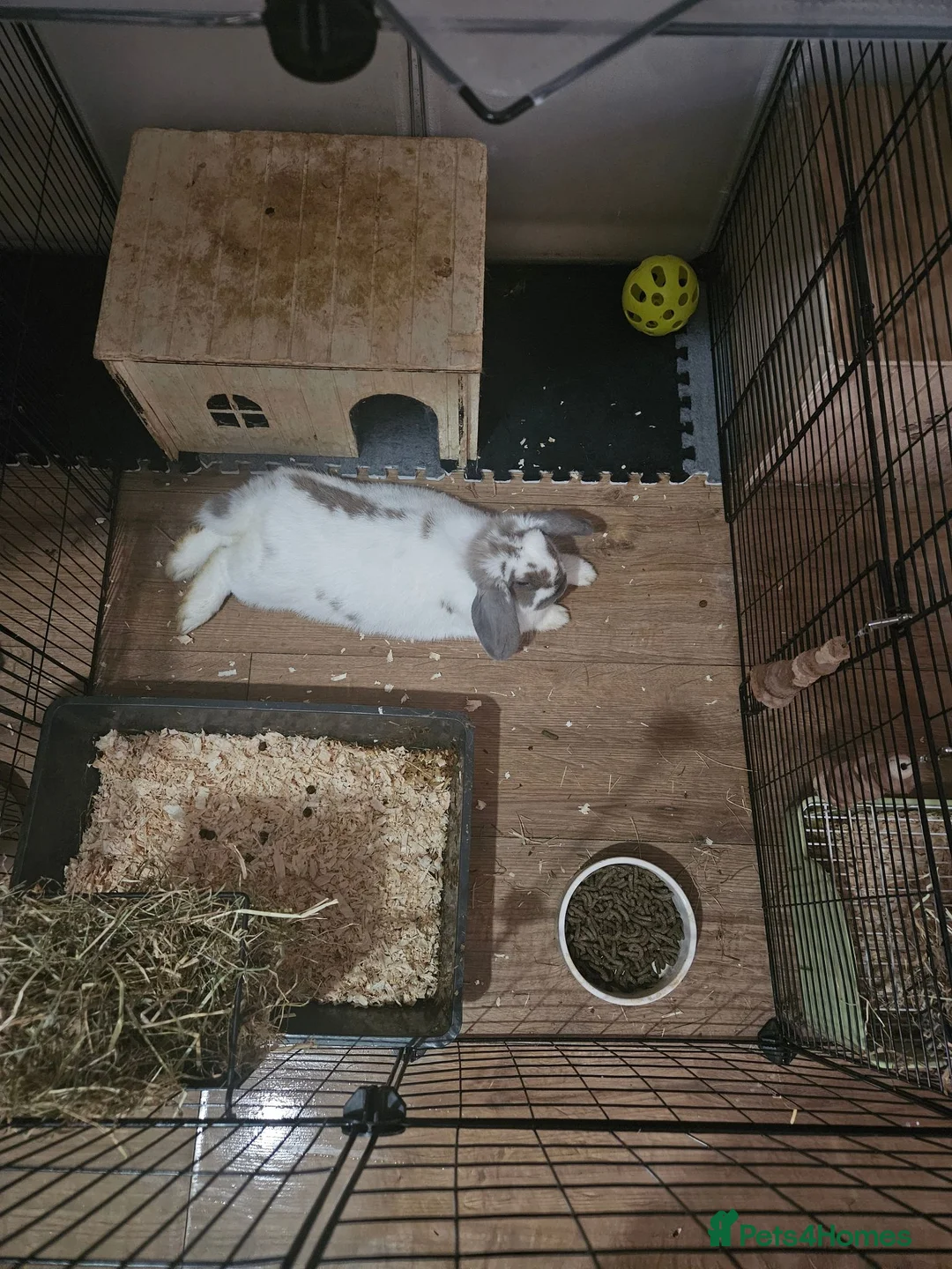 Mini Lop rabbits for sale: 2x male mini lops - Advert 1