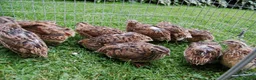 Quail poultry for sale: Jumbo quails different ages and colour for sale - Advert 4