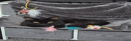 Mixed Breed cats for sale: black fluffy cat - Advert 3