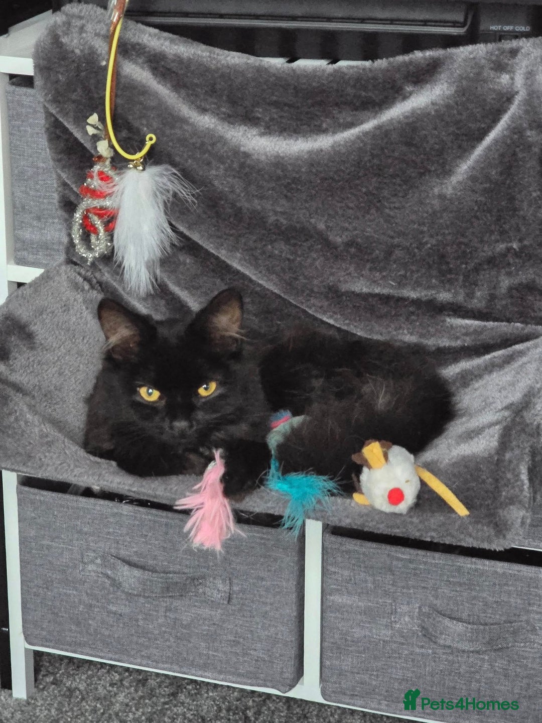 Mixed Breed cats for sale: black fluffy cat - Advert 3