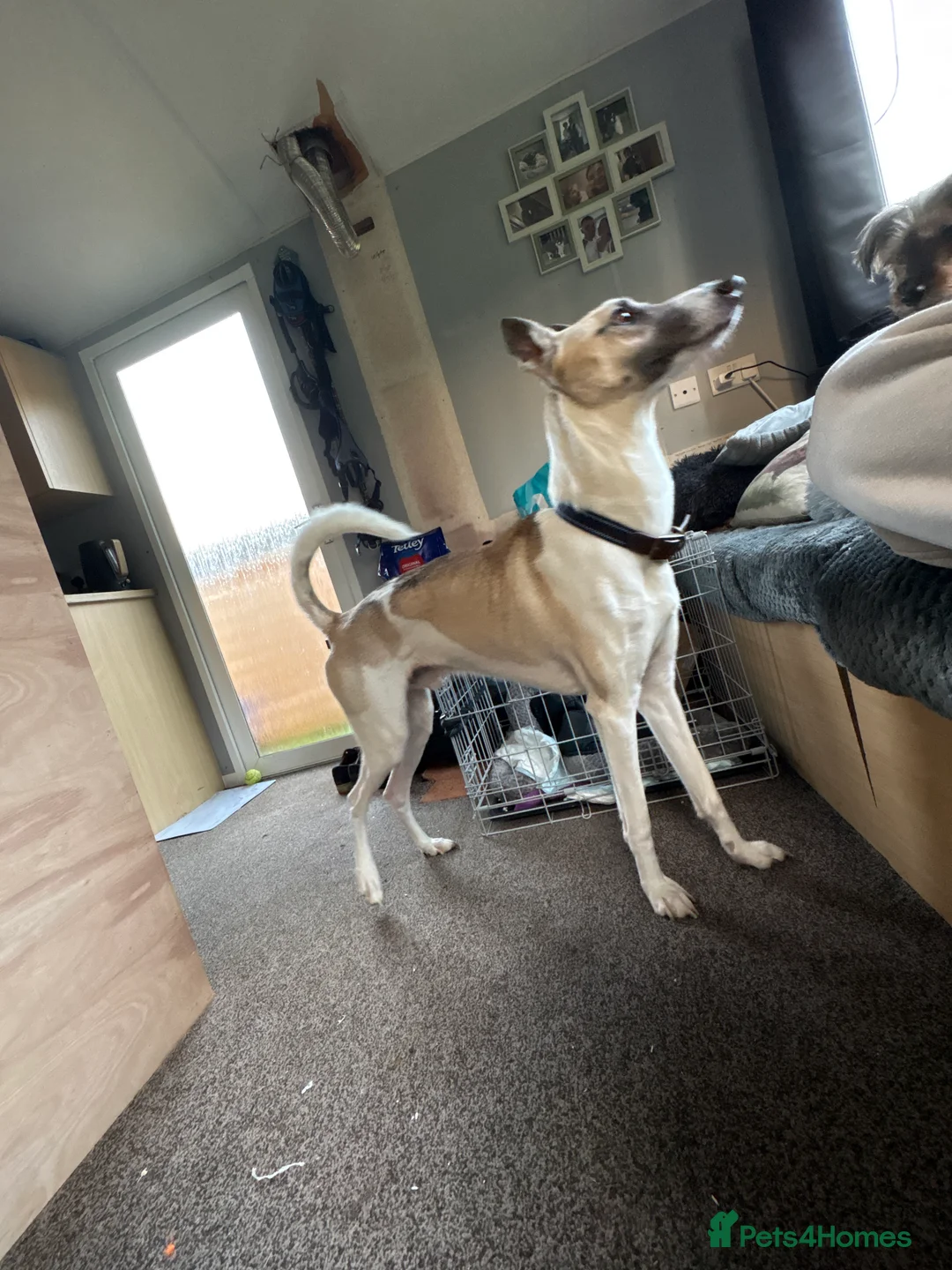 Mixed Breed dogs for sale: Comet  - Advert 2