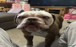 Old Tyme Bulldog dogs for sale: Snoopy  - Image 5