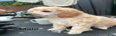 Miniature Poodle 3