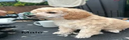 Miniature Poodle dogs for sale: KC registered miniature poodles  - Advert 17