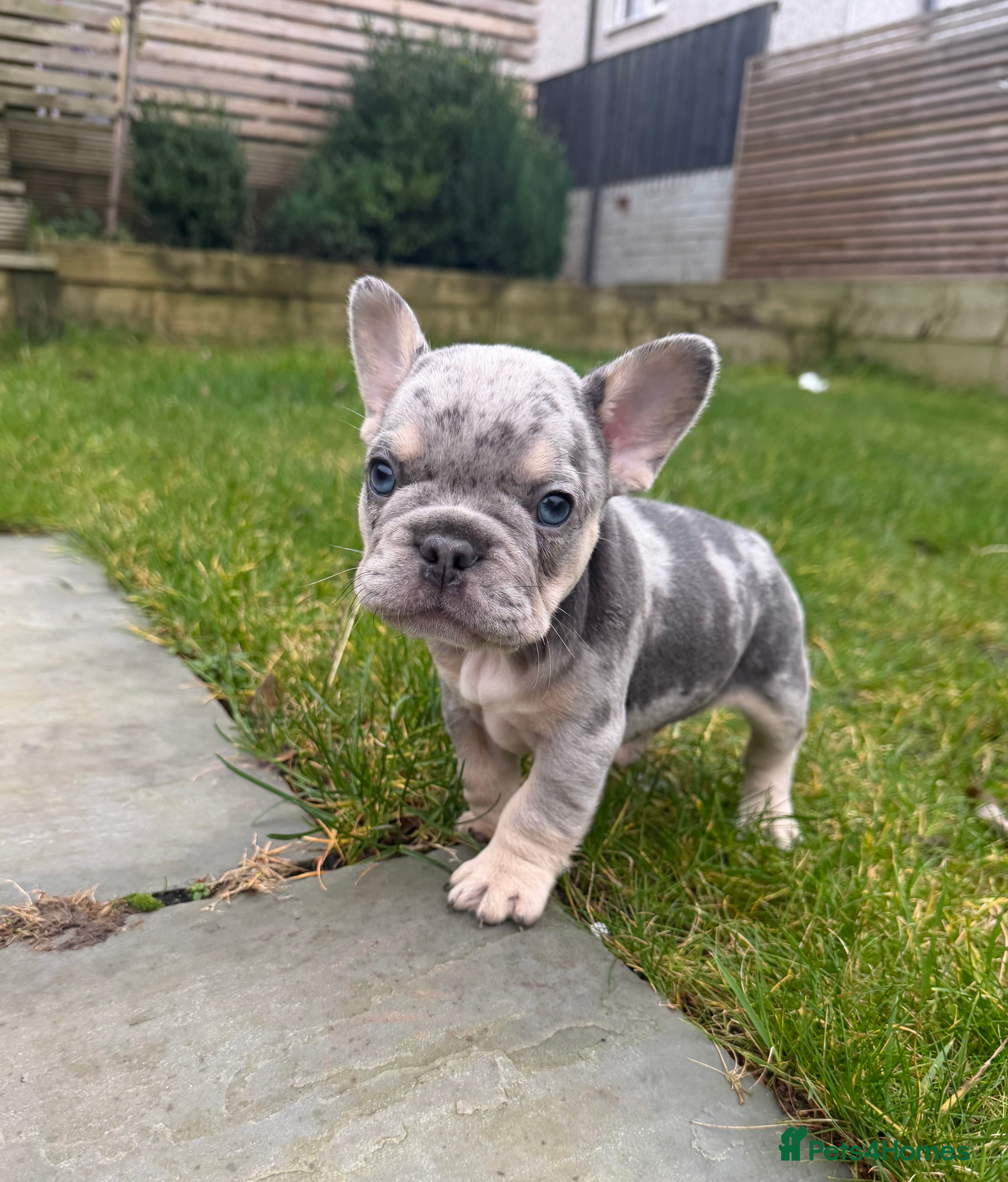 French Bulldog dogs French bulldog puppies  - Advert 1