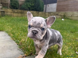 French Bulldog dogs French bulldog puppies - Advert 1