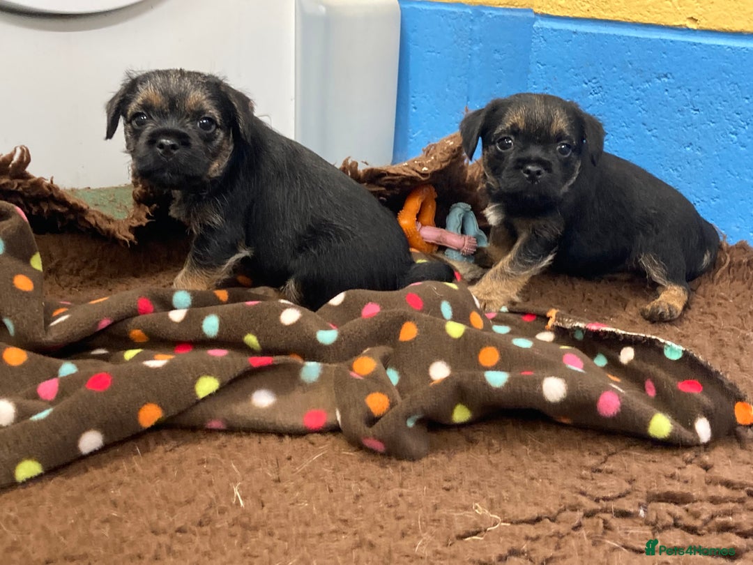 Border Terrier dogs for sale: Border Terrier puppies  - Image 3
