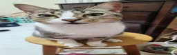 Arabian Mau cats for sale: Antar  - Advert 4