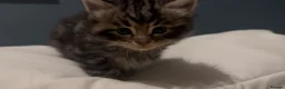 Maine Coon cats for sale: Maine Coon / Tabby Mix Kittens in March - Advert 1
