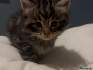 Maine Coon cats Maine Coon / Tabby Mix Kittens - Advert 1