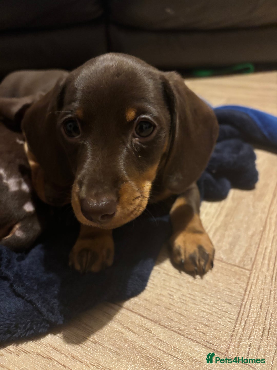 Miniature Dachshund dogs for sale: Chocolate & Tan smooth haired miniature dachshund  - Advert 4
