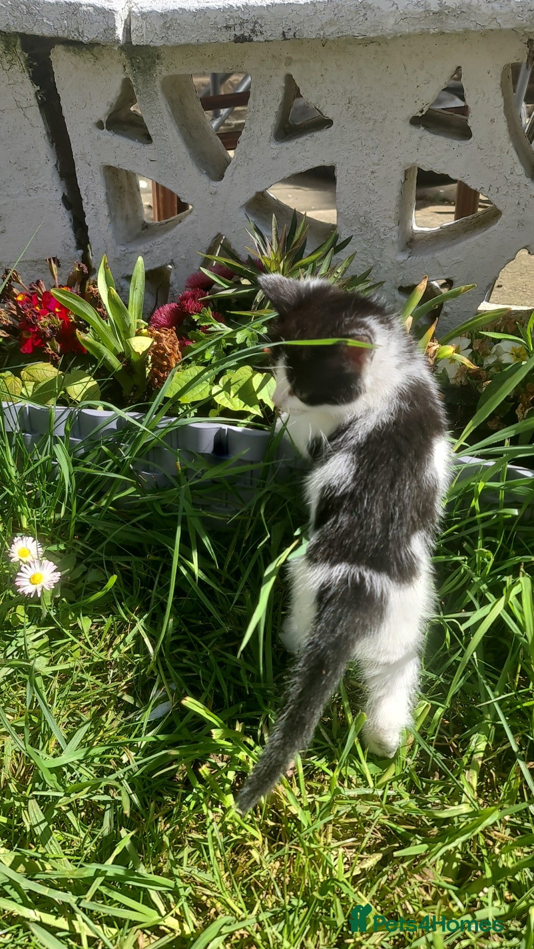 British Shorthair cats British shorthair  - Advert 2