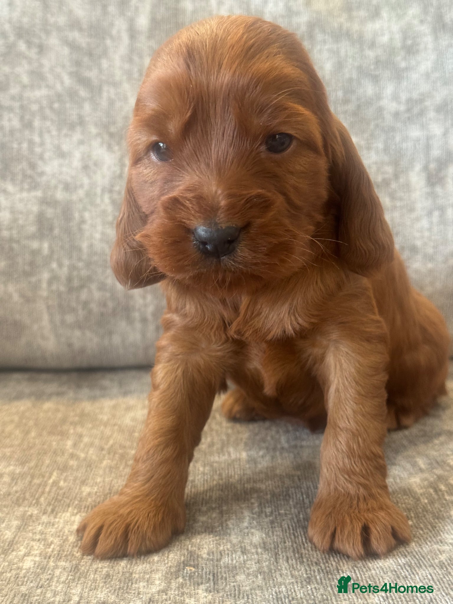 Cockapoo dogs BEAUTIUFL MIXED LITTER OF F1 COCKERPOOS - Advert 1