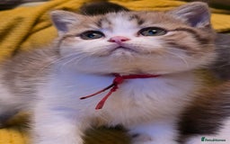 British Shorthair cats for sale: Pedigree, British Shorthair, TICA reg kittens - Image 15