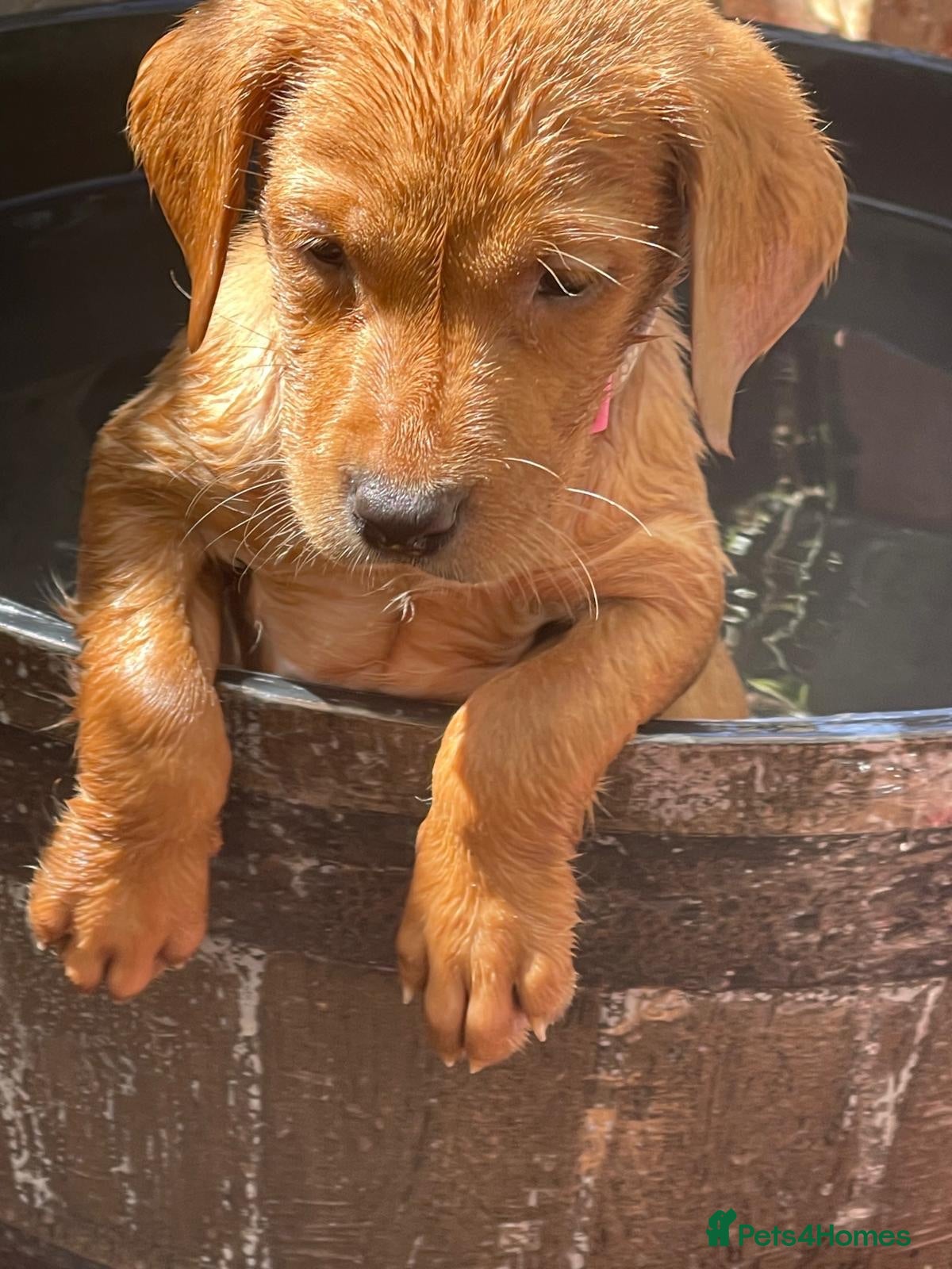 Labrador Retriever dogs Stunning Fox Red Labrador puppies - Advert 2