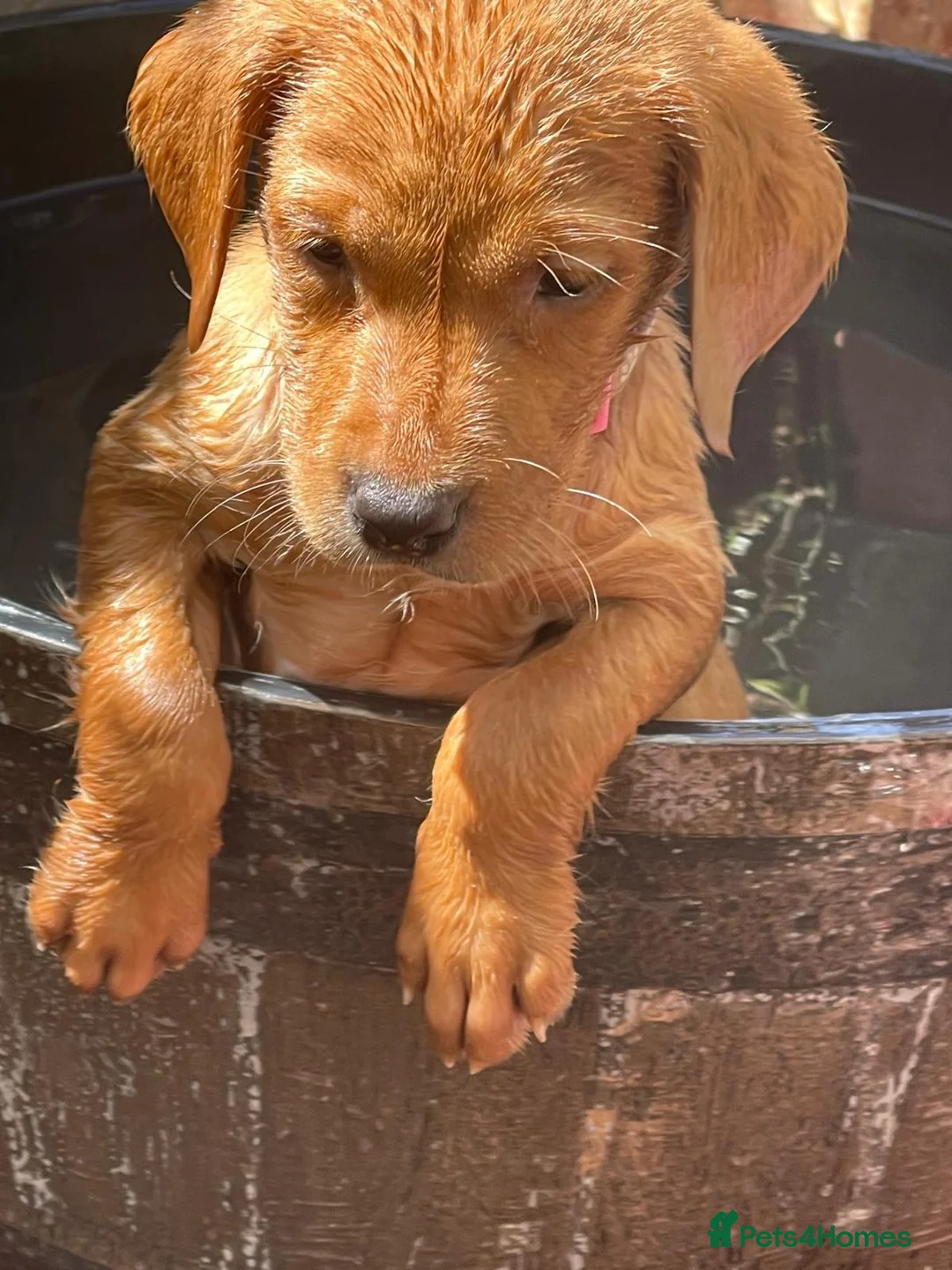 Labrador Retriever dogs for sale: Stunning Fox Red Labrador puppies - Advert 2