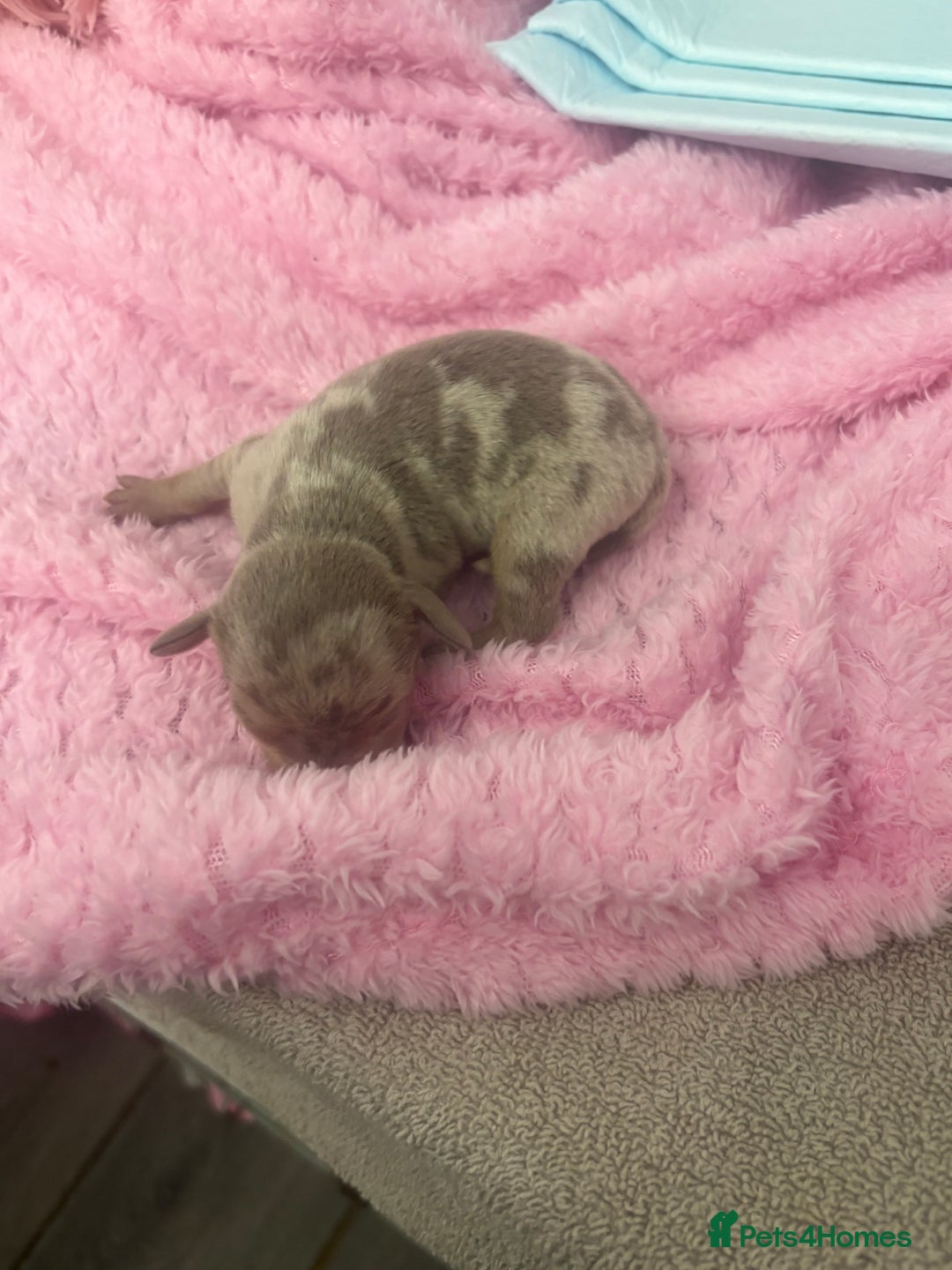 Mixed Breed dogs for sale: Xxx TINY dachshund x chihuahua puppies xxx - Image 17