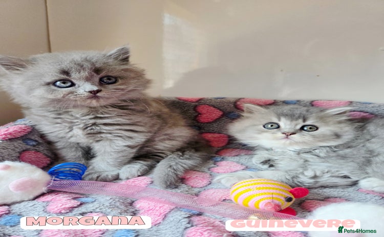 British Shorthair cats - Advert 9