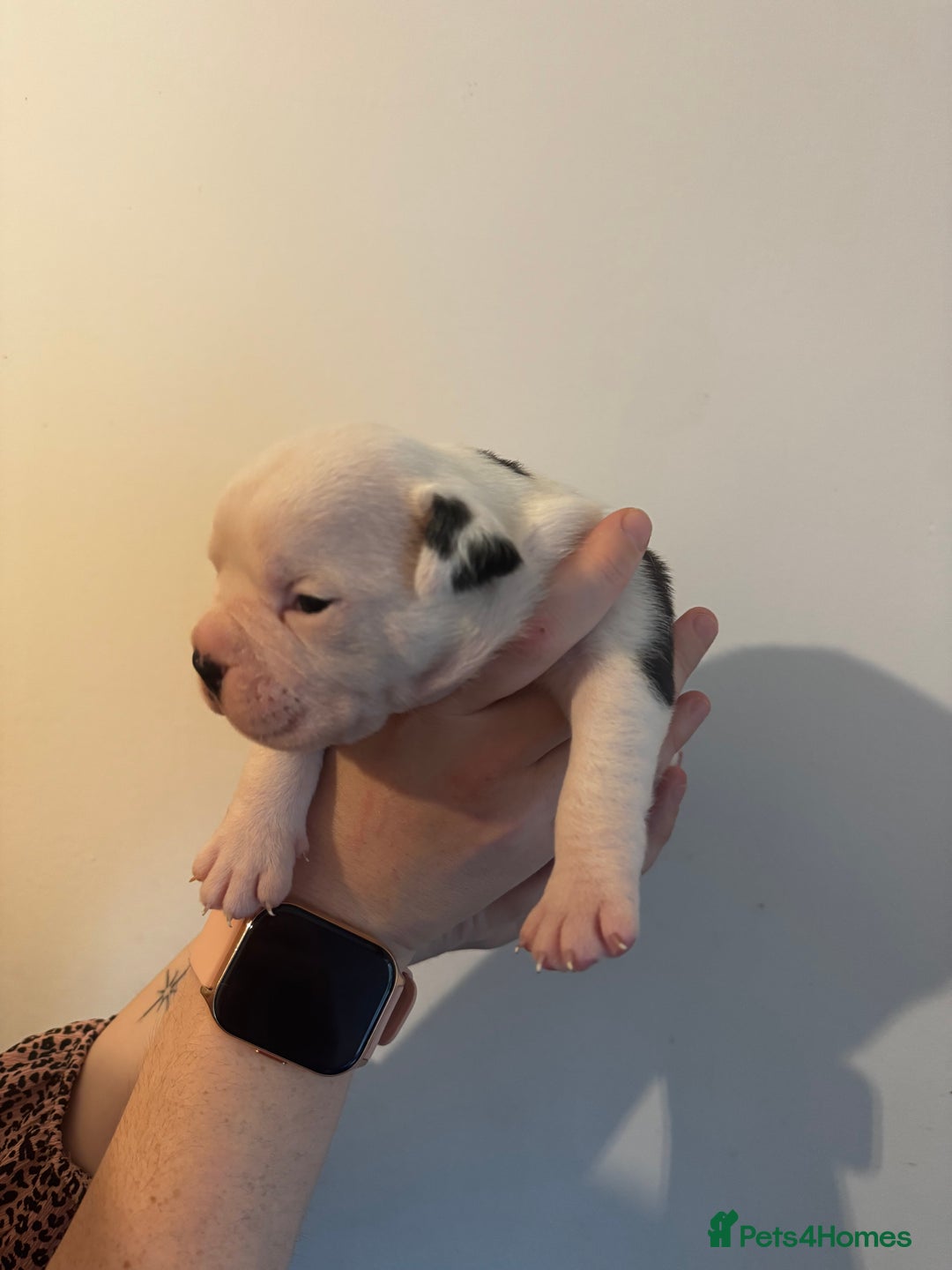 Dorset Olde Tyme Bulldogge dogs for sale: Olde tyme bulldogge puppies - Image 9