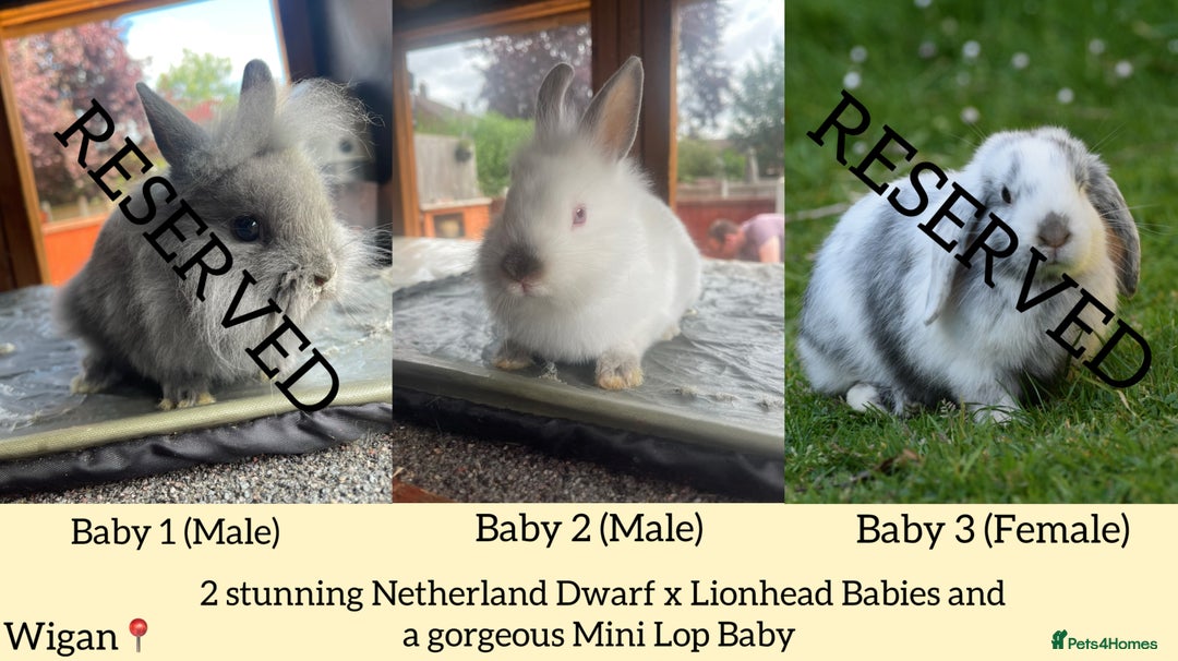 Mixed Breed rabbits for sale: Mini Lop and Netherland Dwarfs x Lionhead Babies - Image 1