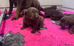 Labrador Retriever dogs for sale: Outstanding Quality Chocolate Labrador Puppies - Image 25