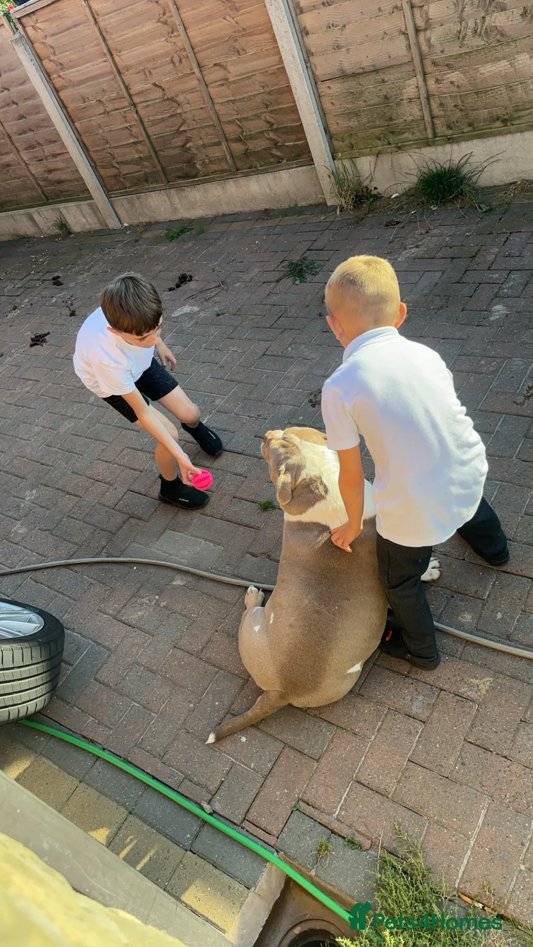 American Bully dogs for sale: Pocket bully  - Advert 5