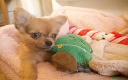 Chihuahua dogs for sale: Merle Chihuahua Puppies Longhaired Apple-head - Advert 15
