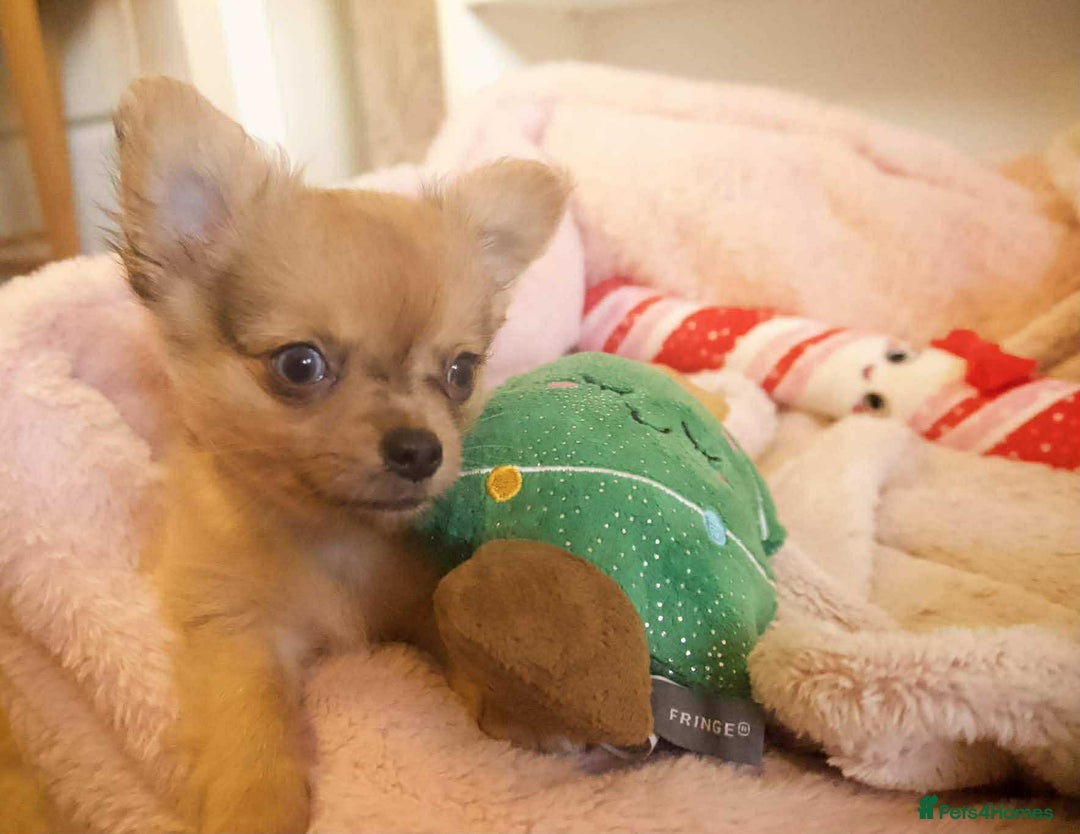 Chihuahua dogs for sale: Merle Chihuahua Puppies Longhaired Apple-head - Advert 15
