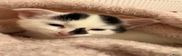 Mixed Breed cats for sale: Beautiful 8 week old kitten called Patchy  - Advert 2