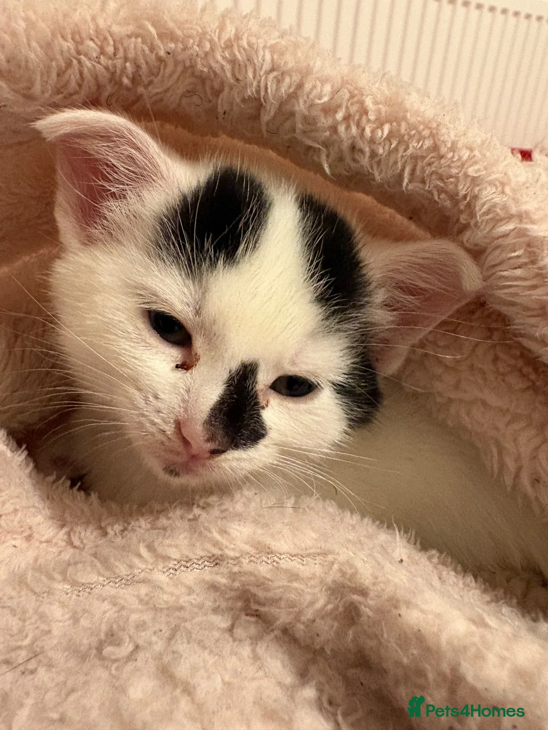 Mixed Breed cats for sale: Beautiful 8 week old kitten called Patchy  - Advert 2