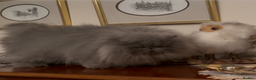 Persian cats for sale: Stunning Persians 2 CFA reg + 3 others - Advert 1