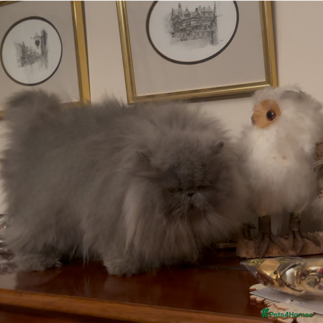 Persian cats for sale: Stunning Persians 2 CFA reg + 3 others - Advert 1